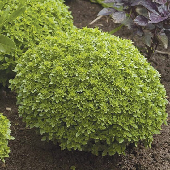  Baziliks “Minette” – kompakta, dekoratīva un aromātiska bazilika sēklas Tavam dārzam